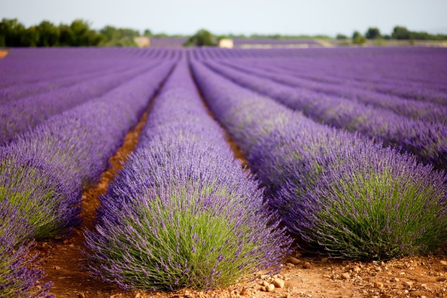 Huge lavender field in Vaucluse, Provence, France.